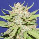 Wedding Cake 5pk +2 free